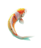 koi fish assets - betsha